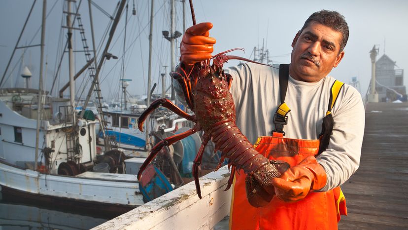 Lobster fisherman holding a California rock lobster