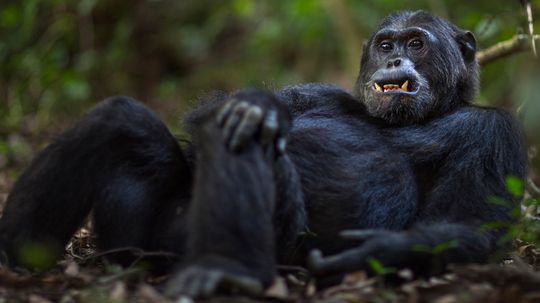 Is the Bondo Ape a Cryptid or a Specially Adapted Chimpanzee?