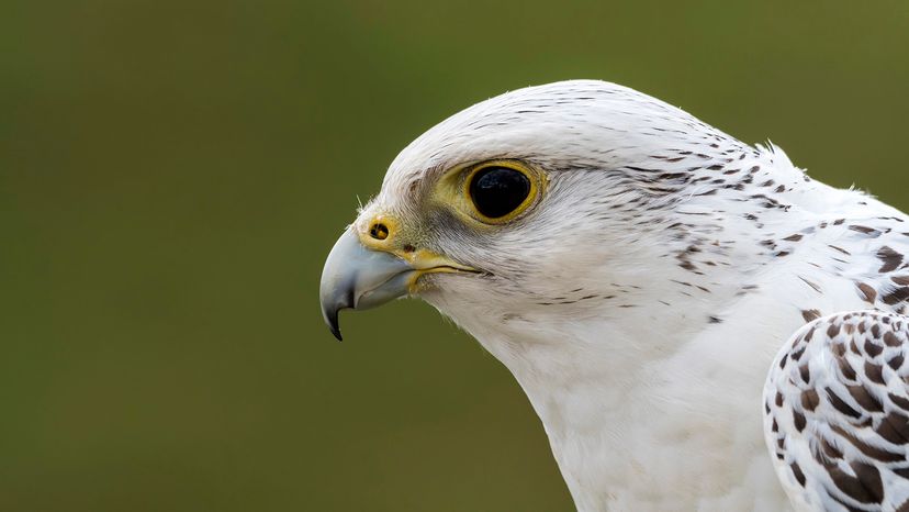 Gyrfalcon