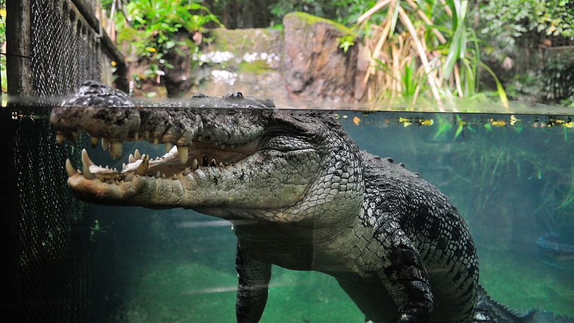 aquarium side view of a crocodile mostly underwater