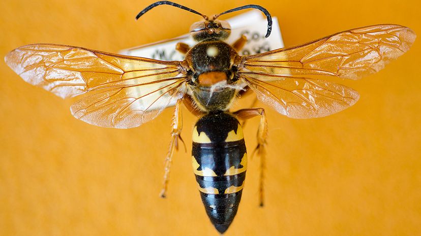 Cicada killer