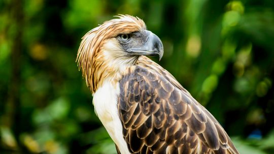 Philippine Eagle: The Bird That Lays 1 Egg Every 2 Years
