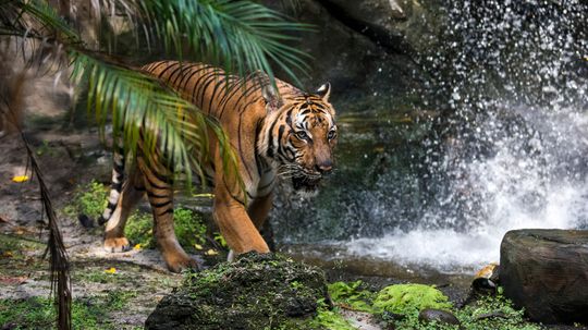 The Malayan Tiger, a Critically Endangered Species