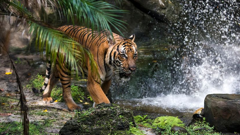 Orange and black tiger walking through the jungle towards splashing water