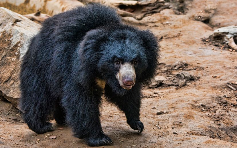 Sloth bear