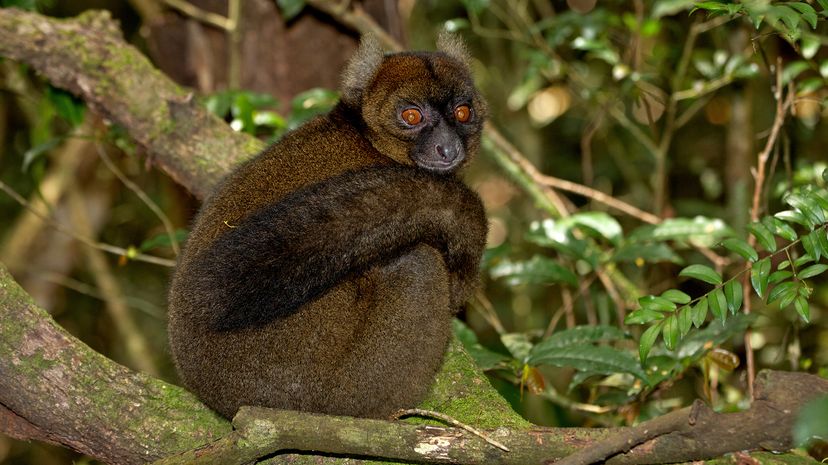 Black lemur with red eyes sitting on a branch