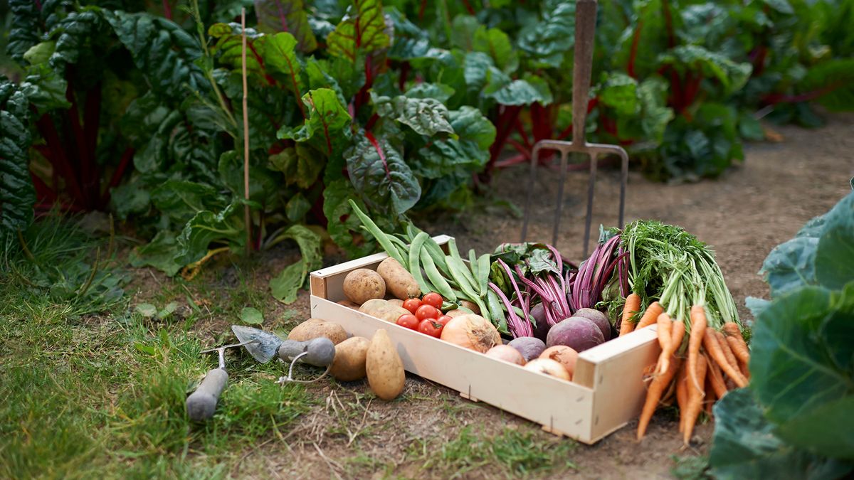 Cultivating a Brand Identity for Your Organic Vegetables Farming Plan