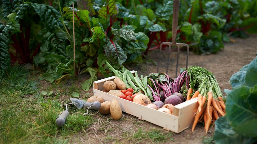 A freshly picked selection of organic vegetables placed in a box on a small allotment.