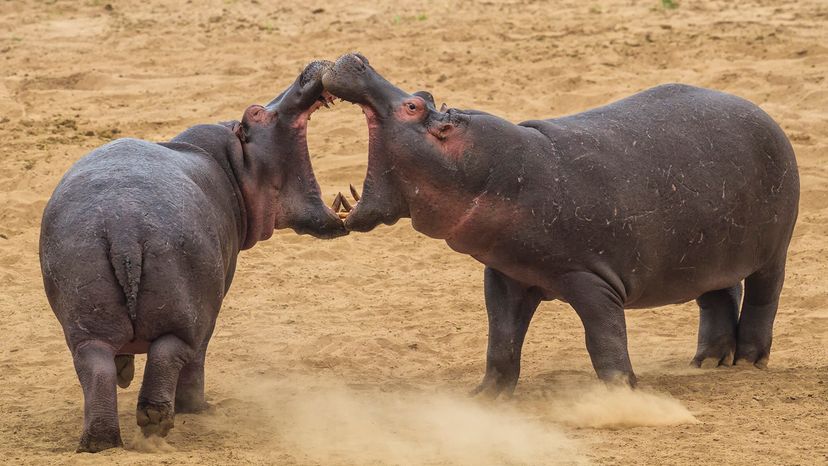 Hippos