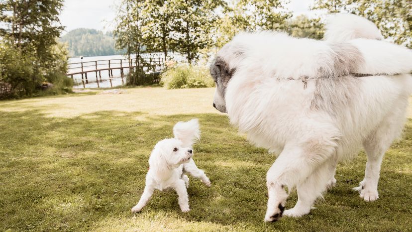 big white dog playing with small white dog