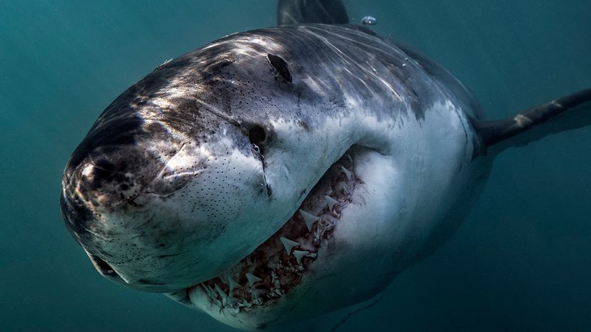 Great White Shark