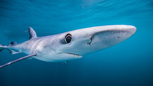 The Blue Shark Is Built for Long-distance Travel