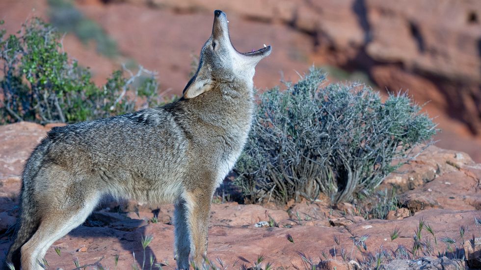 Coyote vs. Dog: More Than Just Wild vs. Domesticated