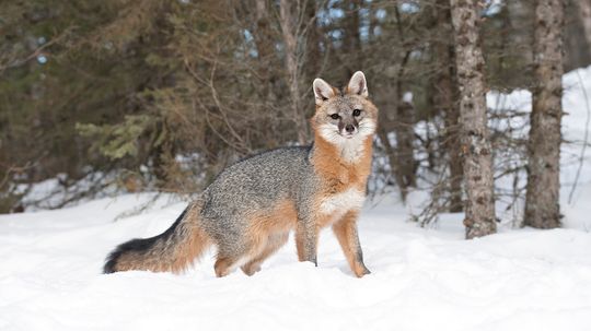 Gray Fox vs. Coyote: Comparing Canids of the Wild
