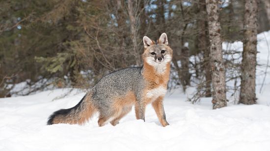 Gray Fox vs. Coyote: Comparing Canids of the Wild