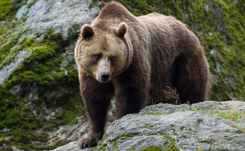 Eurasian brown bear