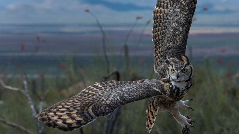 Great horned owl