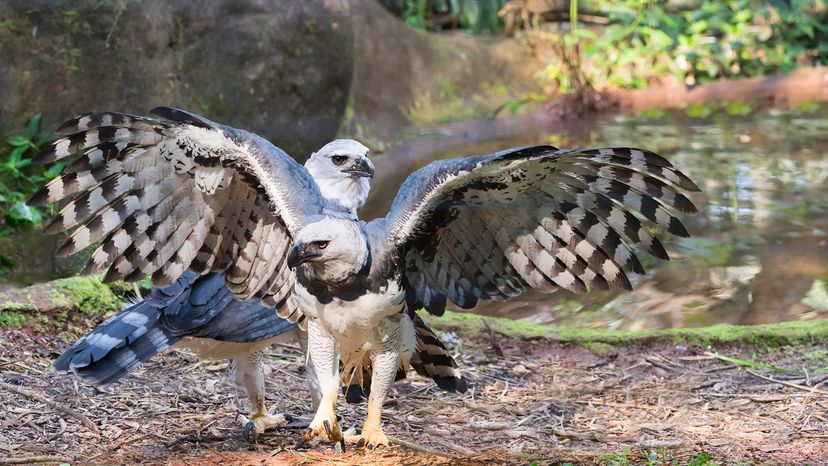 Harpy eagles