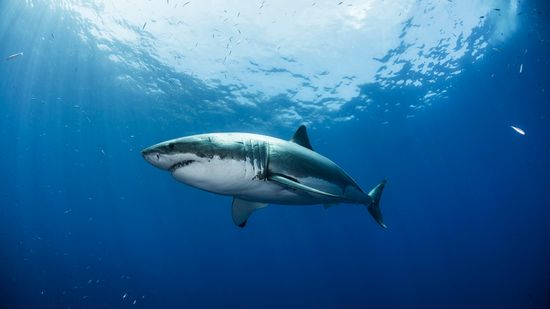 Deep Blue: Shark of IMAX-worthy Proportions