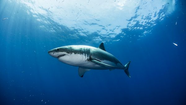 Deep Blue: Shark of IMAX-worthy Proportions