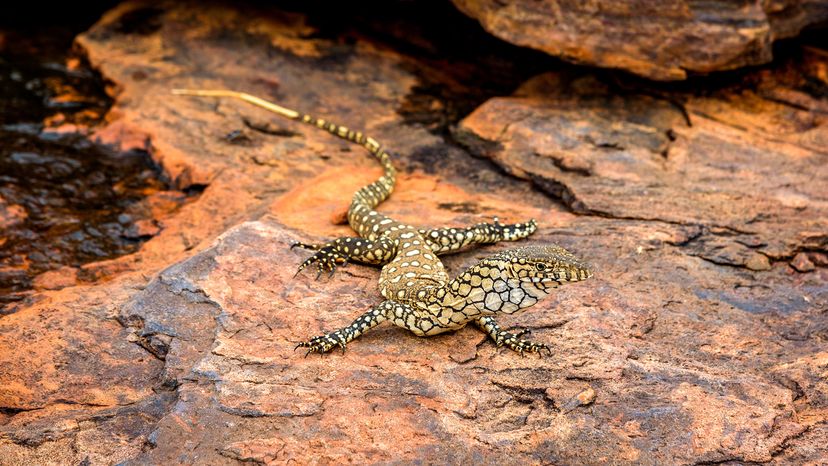 Perentie