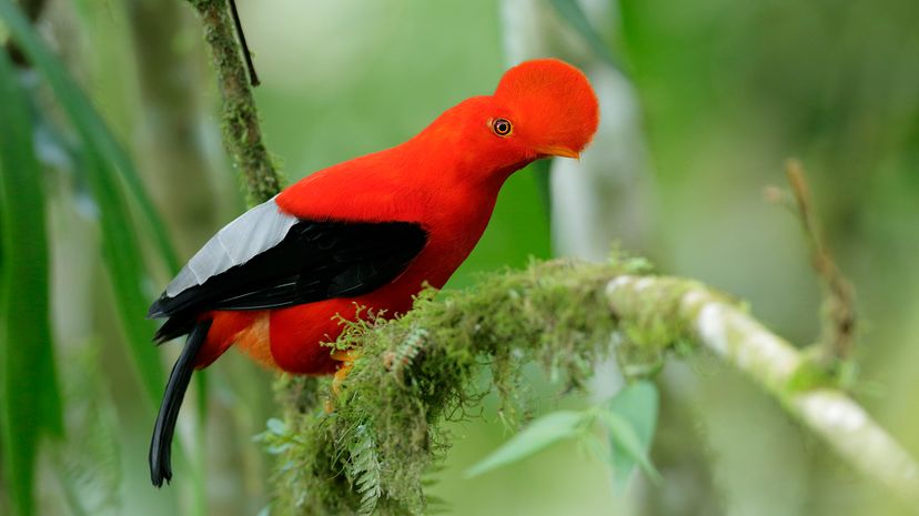 Andean cock-of-the-rock