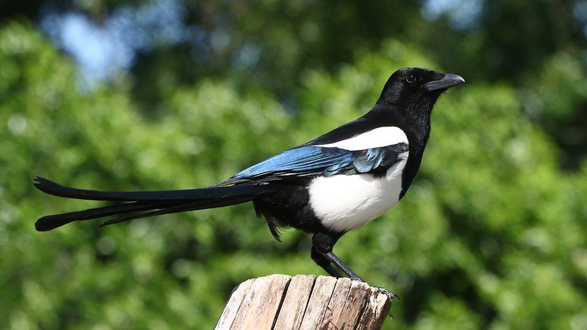 European magpie