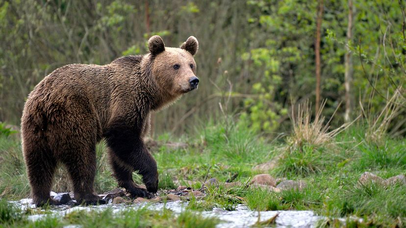 Eurasian brown bear