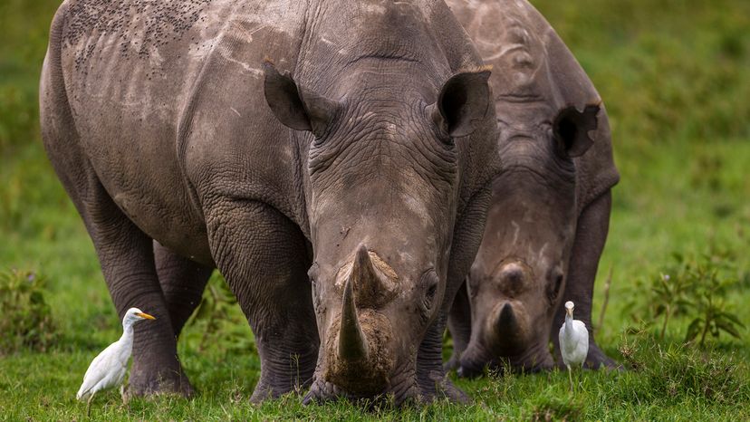 Two sumatran rhinos eat near two white birds