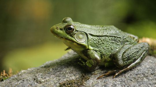 Scientists Discover Six Tiny, New Species of Frogs in Mexico