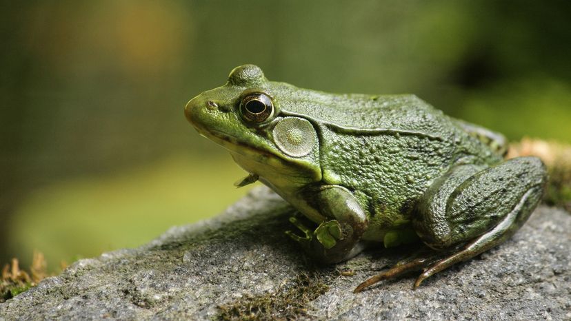 A green Bullfrog sitting on a rock looking into the distance