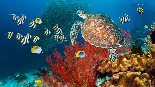 Green Sea Turtle: Named for Its Fat, Not Its Scales or Shell