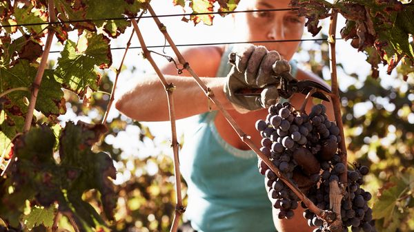 Female farmer harvesting fresh grapes in vineyard