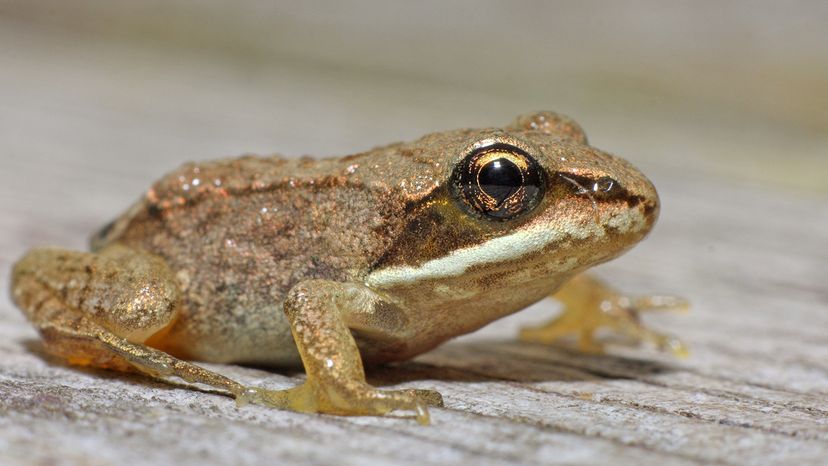 Wood frog