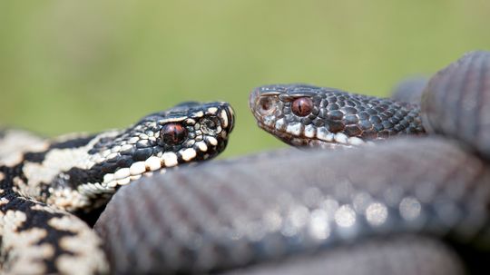 9 Adder Snake Species That Pack a Nasty Bite