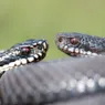 9 Adder Snake Species That Pack a Nasty Bite