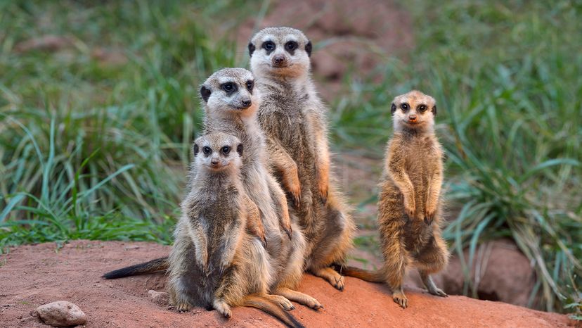 Meerkats