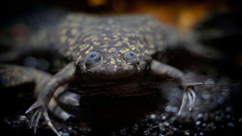 African clawed frog