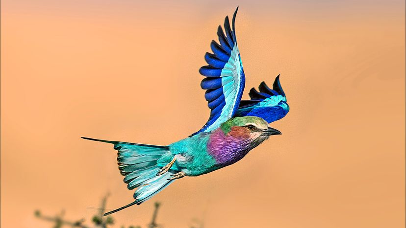 Lilac-breasted roller