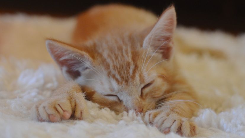 Polydactyl orange tabby kitten