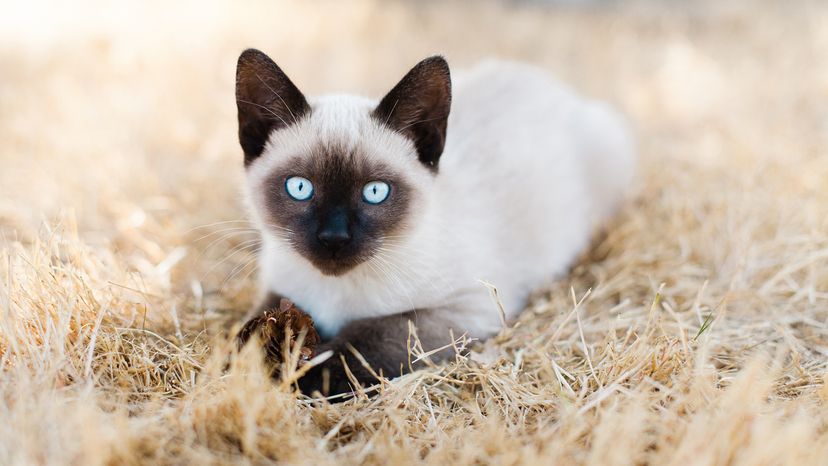 Siamese kitten