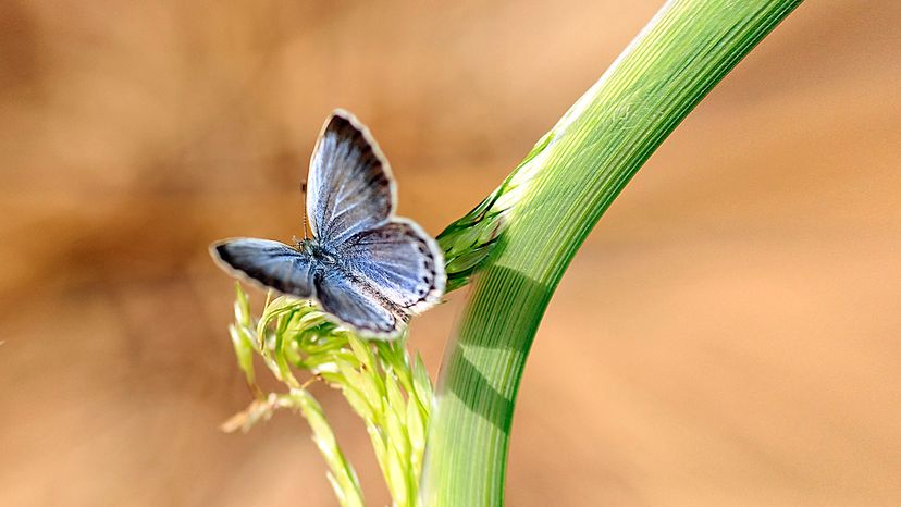 Karner Blue