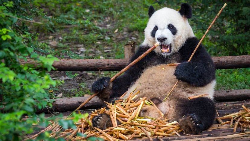 Giant panda