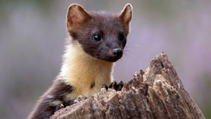 pine marten
