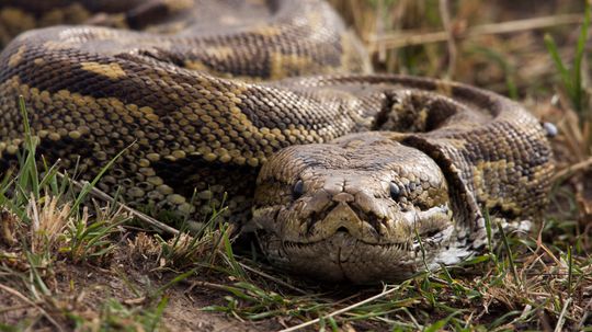 African Rock Python: A Snake That Eats Crocodiles for Lunch