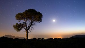 Silhouette of tree at sunset with moon shining bright