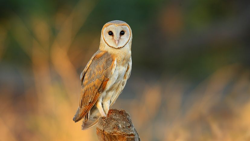 Barn owl