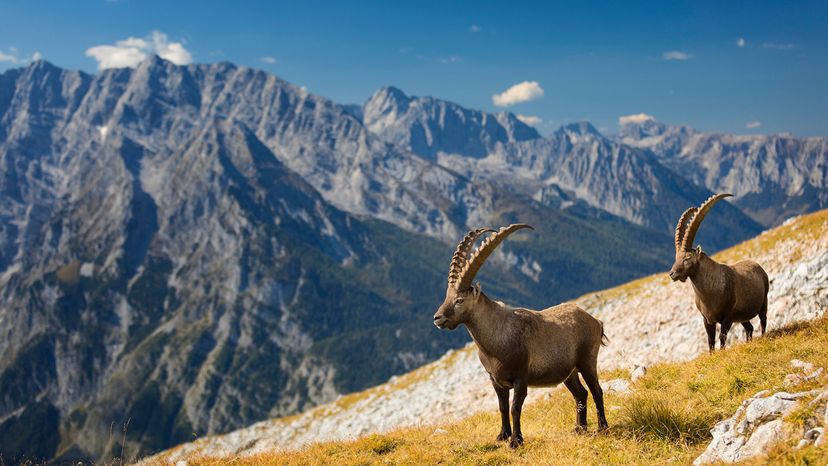 two ibexes on sloped incline with majestic mountains in background