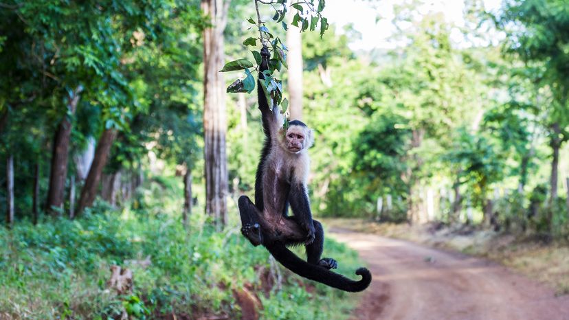 Capuchin monkey