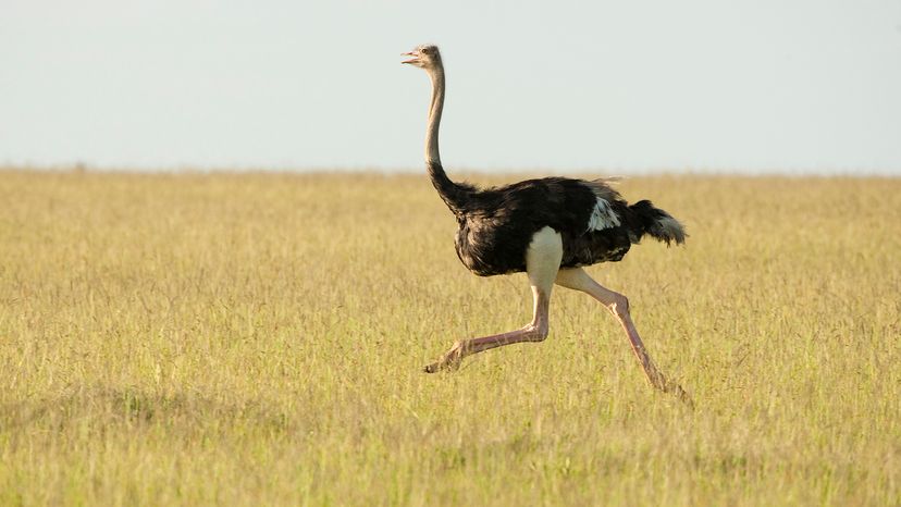 Ostrich